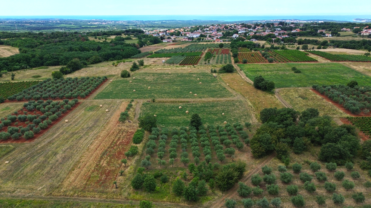 Kaštelir – oljčnik v izmeri 3.276 m² s 80 zasajenimi oljkami
