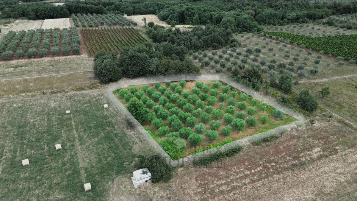 Kaštelir – oljčnik v izmeri 3.276 m² s 80 zasajenimi oljkami