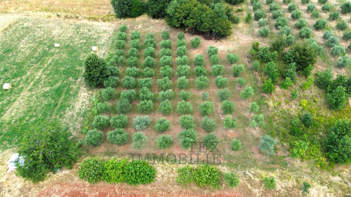 Kaštelir – oljčnik v izmeri 3.276 m² s 80 zasajenimi oljkami