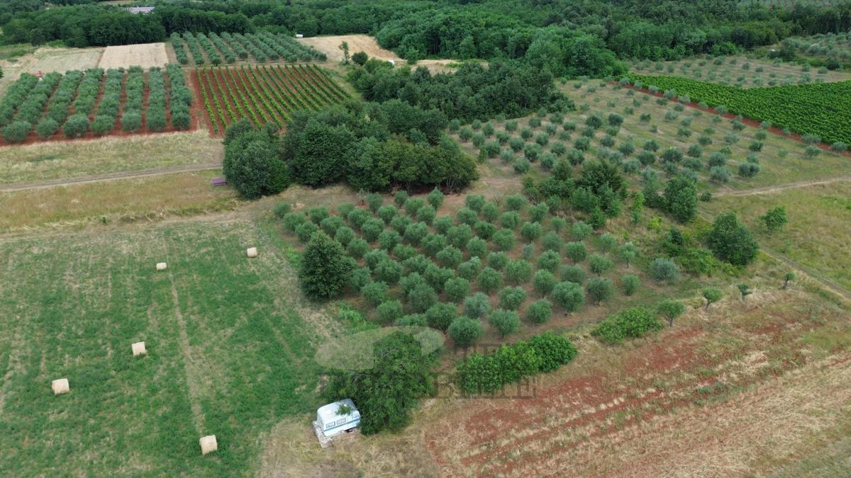 Kaštelir – oljčnik v izmeri 3.276 m² s 80 zasajenimi oljkami