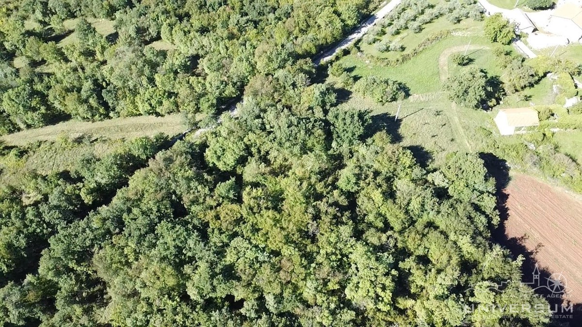 Hiše za obnovo s 3600 m2 gradbenega zemljišča v Oprtlju