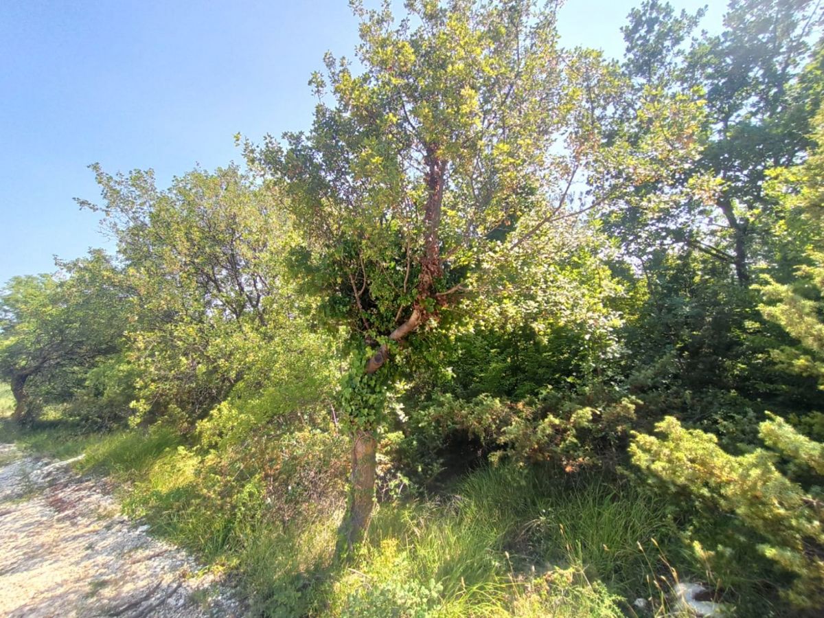 Zemljišče Barban, 1.049m2