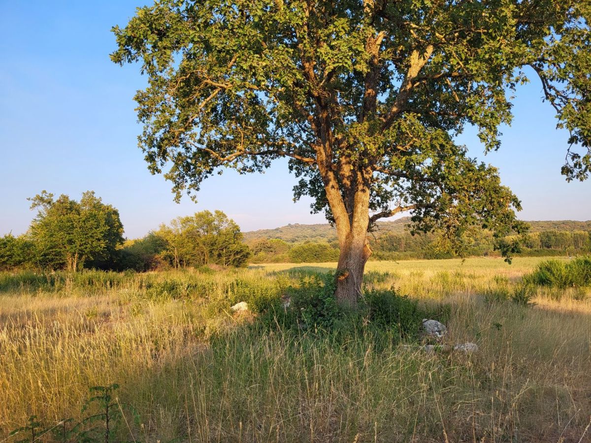 Zemljišče Bale, 11.190m2
