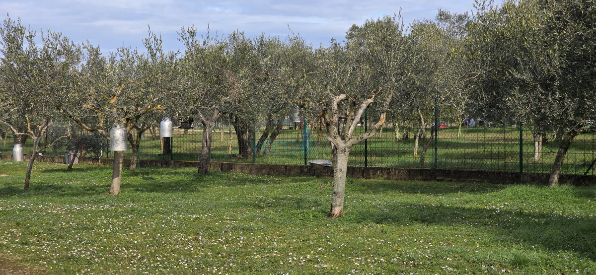 Istra, Umag, okolica, kmetijsko zemljišče 5780 m2 z legaliziranimi objekti, prodaja