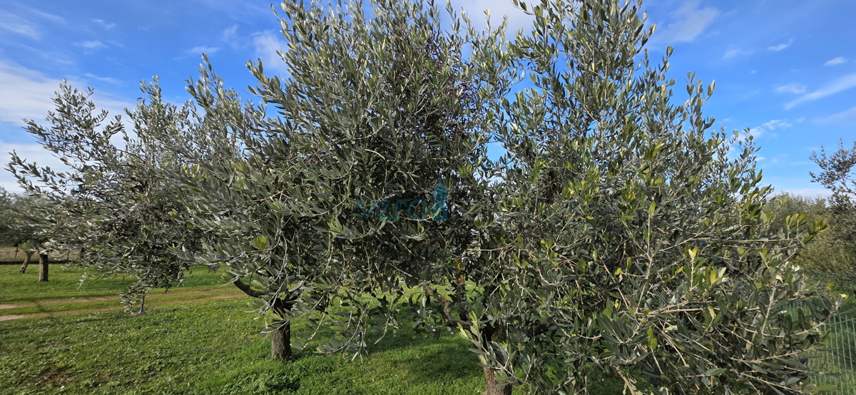 Istra, Umag, okolica, kmetijsko zemljišče 5780 m2 z legaliziranimi objekti, prodaja