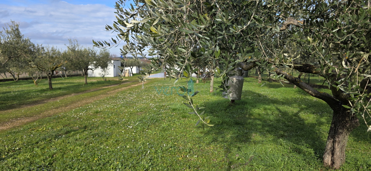 Istra, Umag, okolica, kmetijsko zemljišče 5780 m2 z legaliziranimi objekti, prodaja