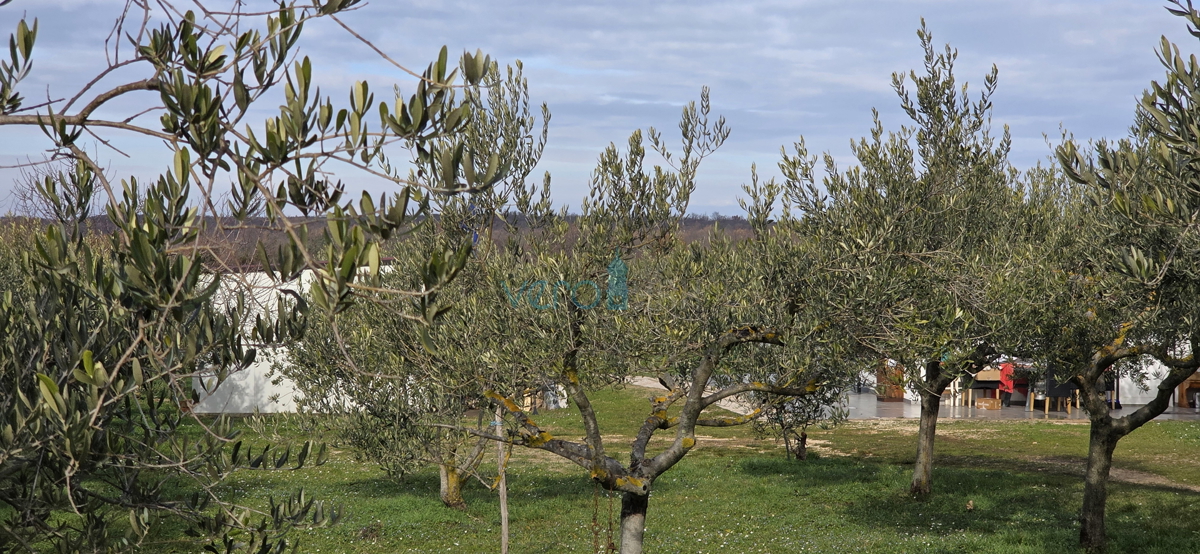 Istra, Umag, okolica, kmetijsko zemljišče 5780 m2 z legaliziranimi objekti, prodaja
