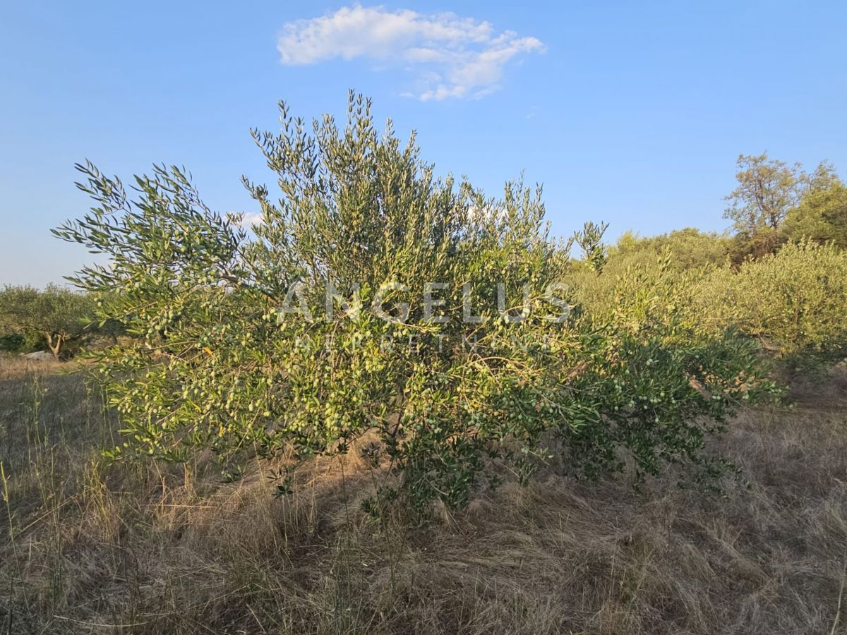 Hrvaška, Brač, Bobovišća - kmetijsko zemljišče s 140 starimi masli in pogledom na more, 5.940 m2
