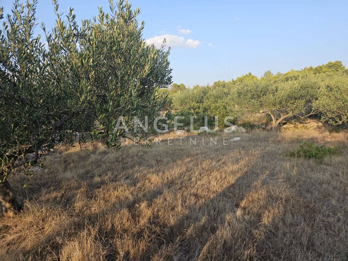 Hrvaška, Brač, Bobovišća - kmetijsko zemljišče s 140 starimi masli in pogledom na more, 5.940 m2