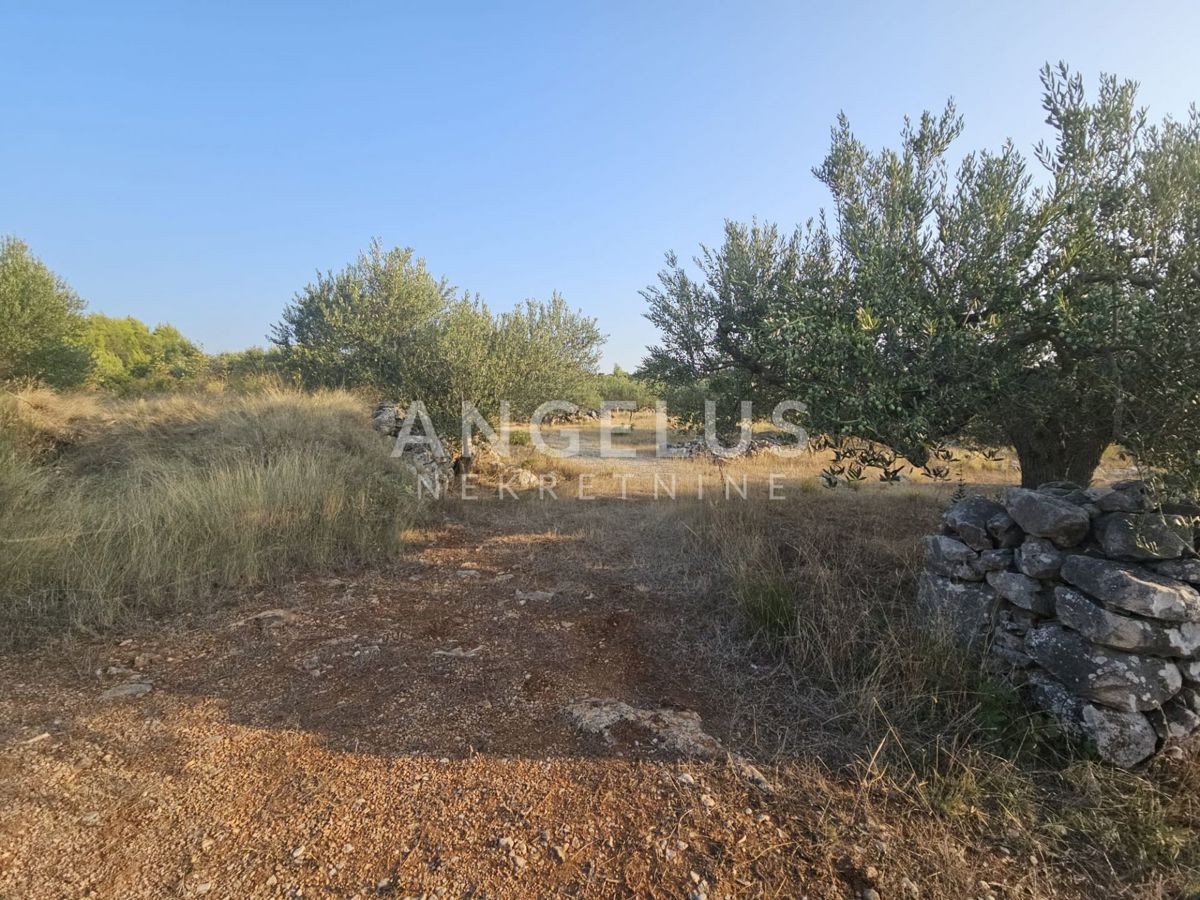 Hrvaška, Brač, Bobovišća - kmetijsko zemljišče s 140 starimi masli in pogledom na more, 5.940 m2