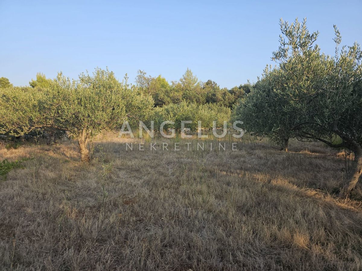Hrvaška, Brač, Bobovišća - kmetijsko zemljišče s 140 starimi masli in pogledom na more, 5.940 m2