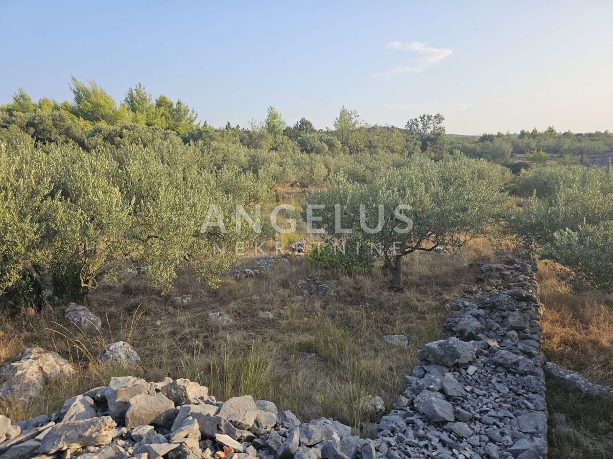 Hrvaška, Brač, Bobovišća - kmetijsko zemljišče s 140 starimi masli in pogledom na more, 5.940 m2