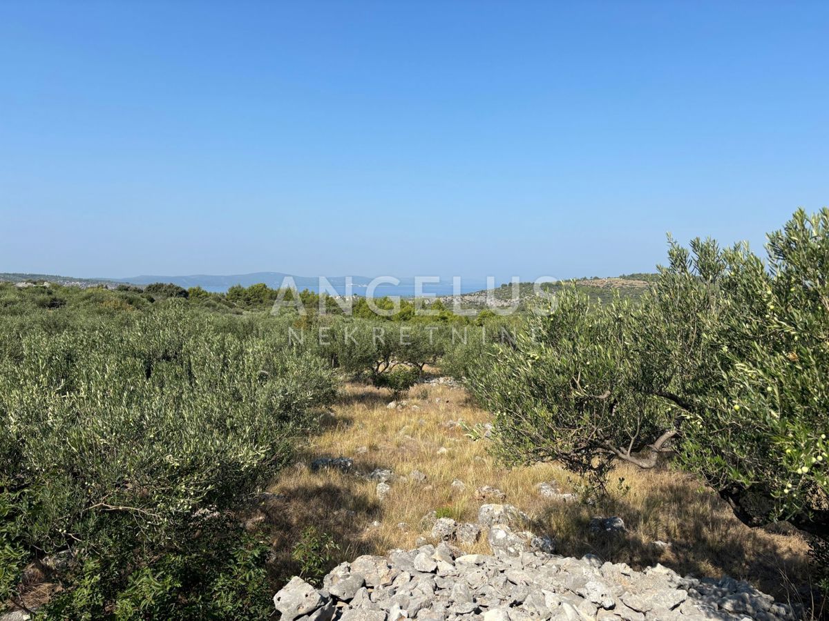 Hrvaška, Brač, Bobovišća - kmetijsko zemljišče s 140 starimi masli in pogledom na more, 5.940 m2