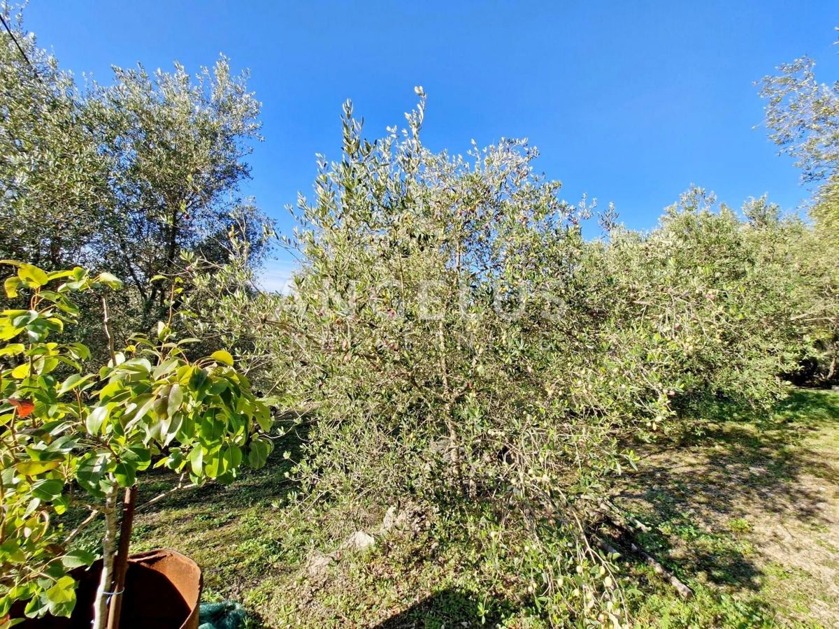 Hrvaška, Dubrovnik, Luka Šipanska - atraktiven oljčnik z nasadom oljk, 3900 m2