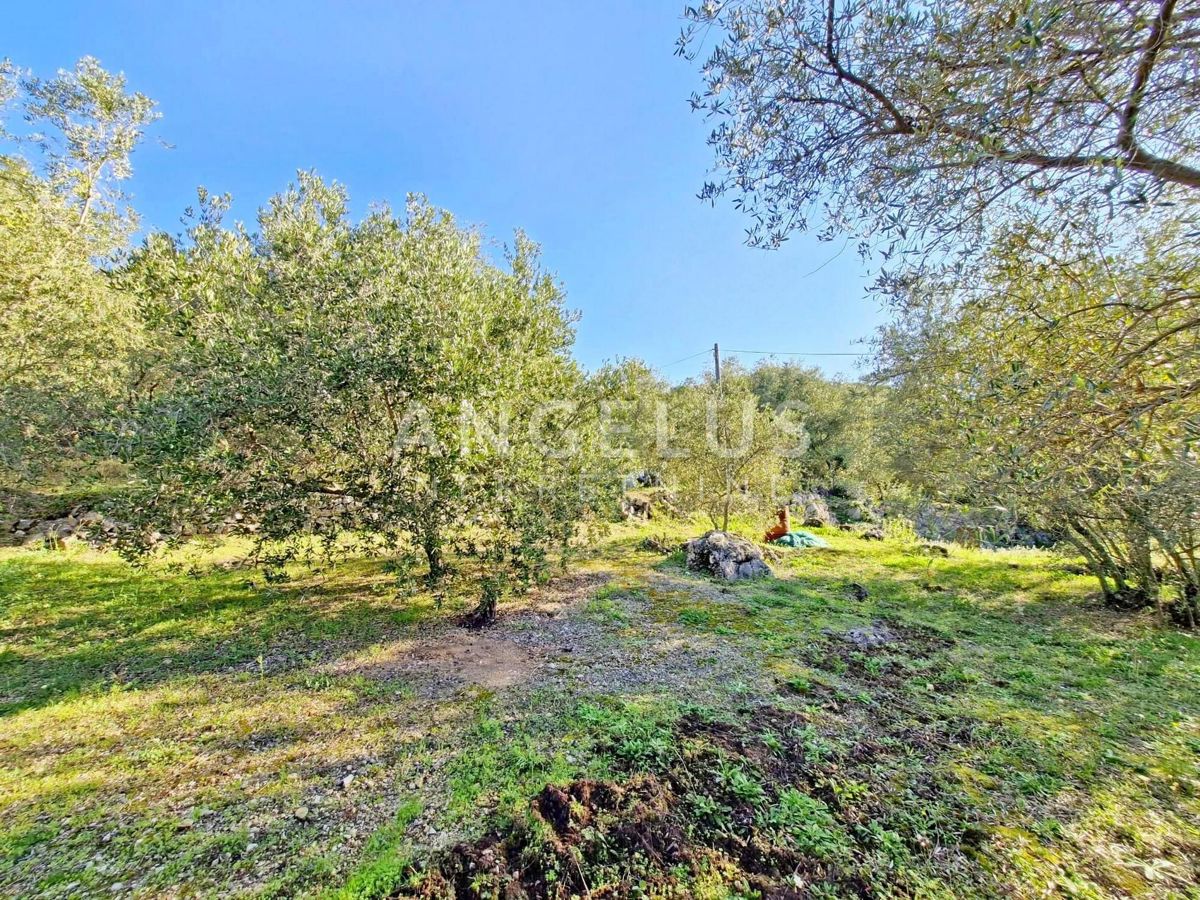 Hrvaška, Dubrovnik, Luka Šipanska - atraktiven oljčnik z nasadom oljk, 3900 m2