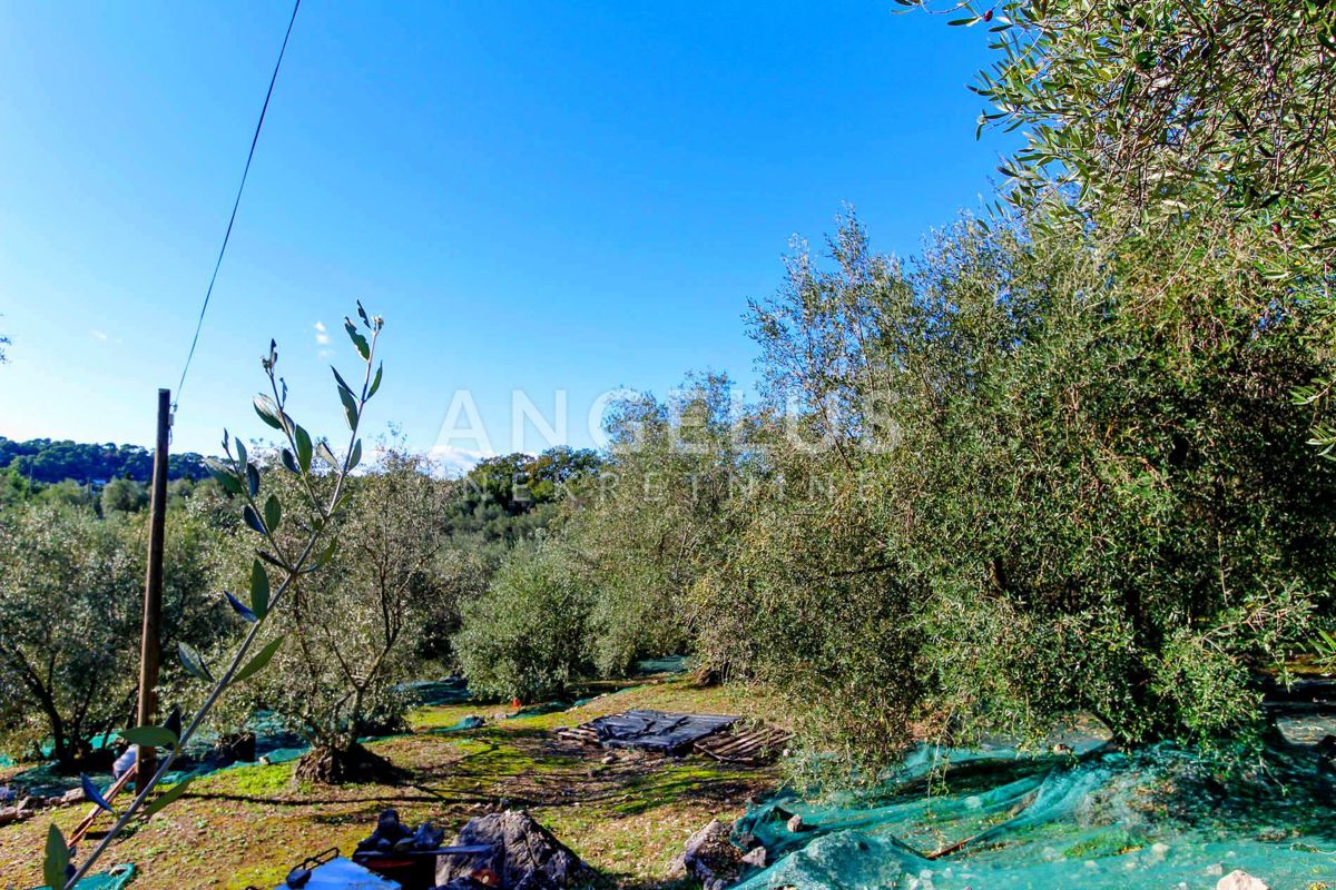 Hrvaška, Dubrovnik, Luka Šipanska - atraktiven oljčnik z nasadom oljk, 3900 m2