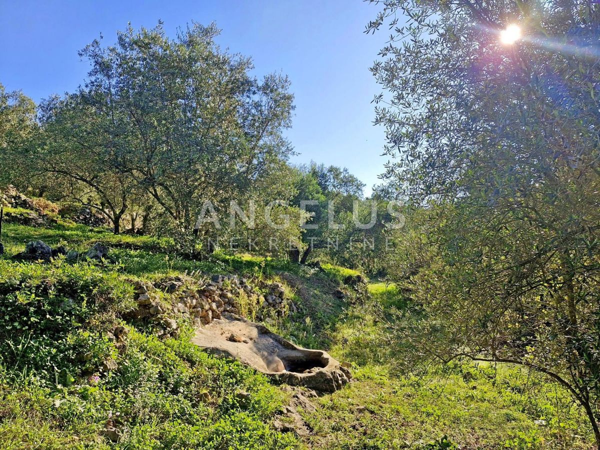 Hrvaška, Dubrovnik, Luka Šipanska - atraktiven oljčnik z nasadom oljk, 3900 m2