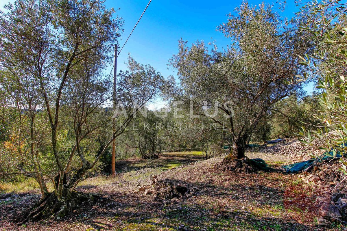 Hrvaška, Dubrovnik, Luka Šipanska - atraktiven oljčnik z nasadom oljk, 3900 m2