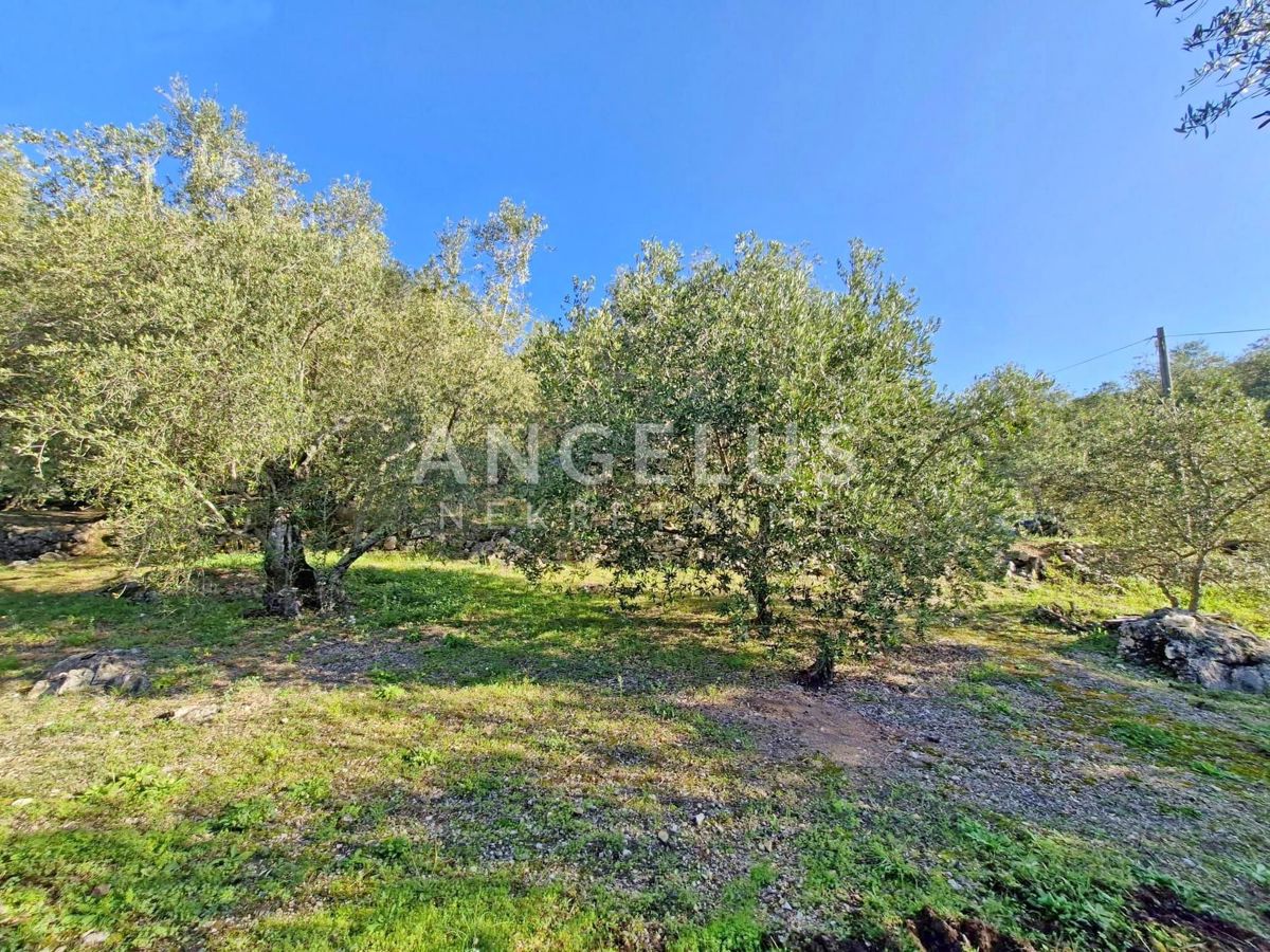 Hrvaška, Dubrovnik, Luka Šipanska - atraktiven oljčnik z nasadom oljk, 3900 m2