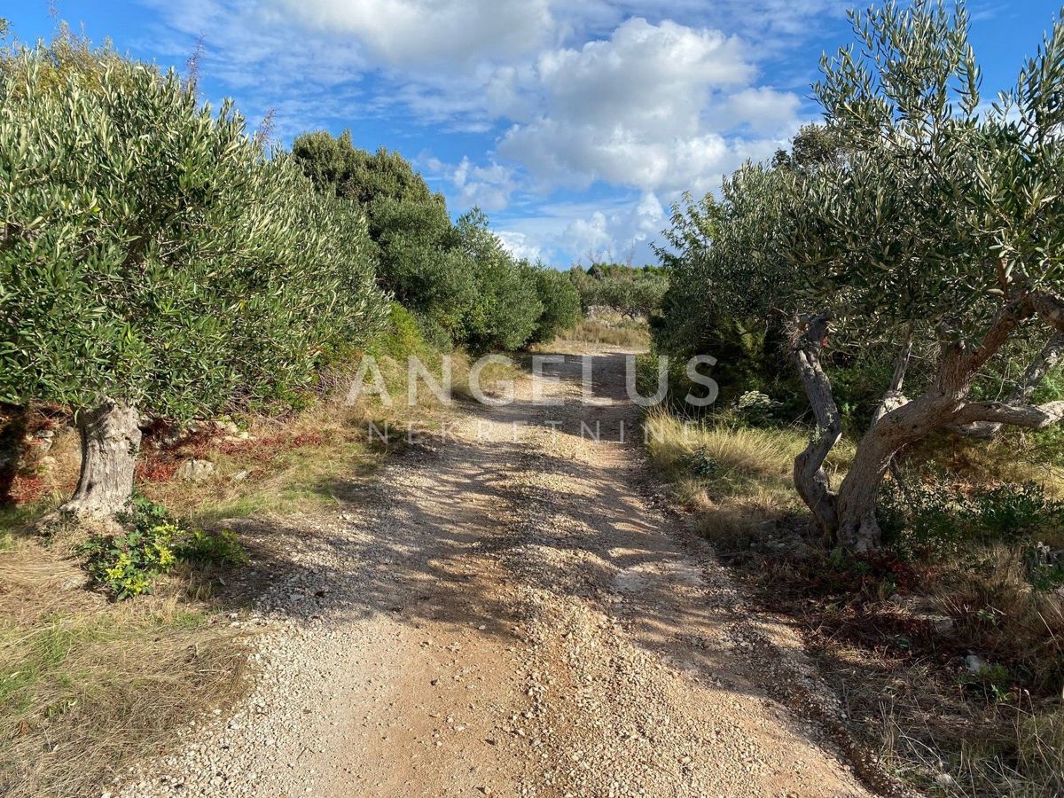 Hrvaška, Brač, Sutivan - prostran oljčni nasad 14.738 m3