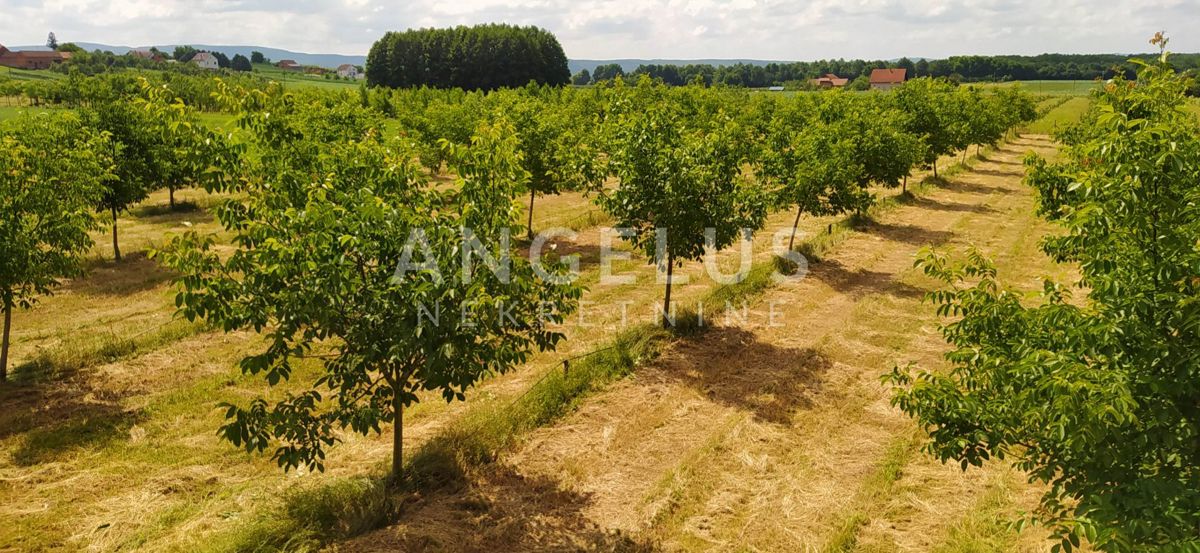 Požega, Novoselci - NOVA hiša z vrtom in nasadom orehov