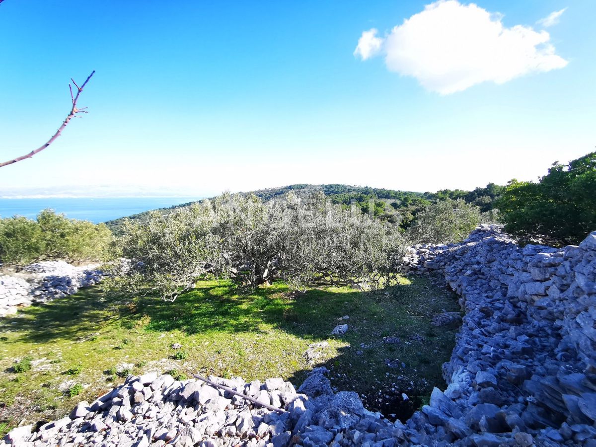 Šolta - urejen oljčni nasad s pogledom na morje, 4800 m2