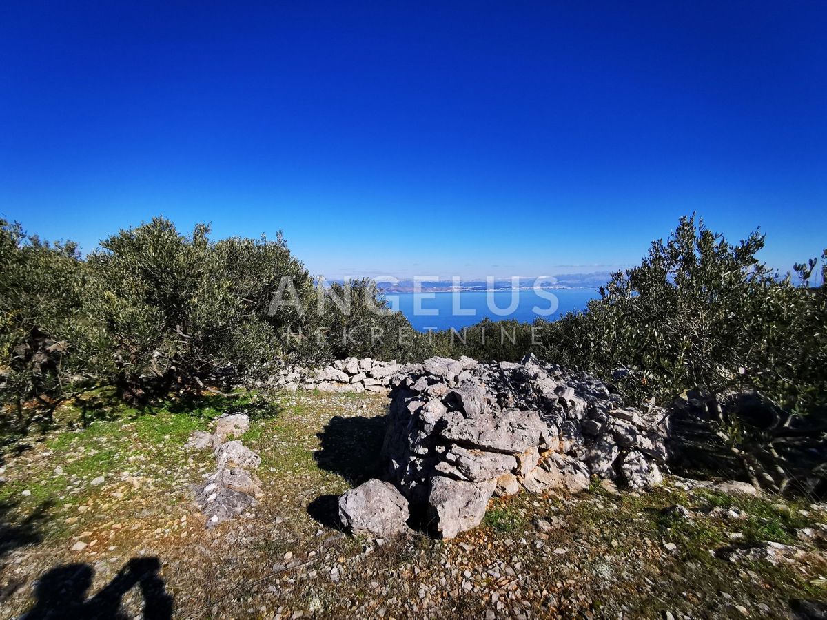 Šolta - urejen oljčni nasad s pogledom na morje, 4800 m2