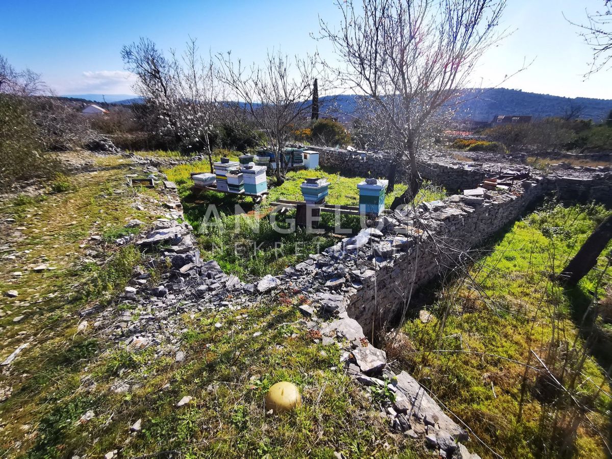 Šolta - urejen oljčni nasad s pogledom na morje, 4800 m2