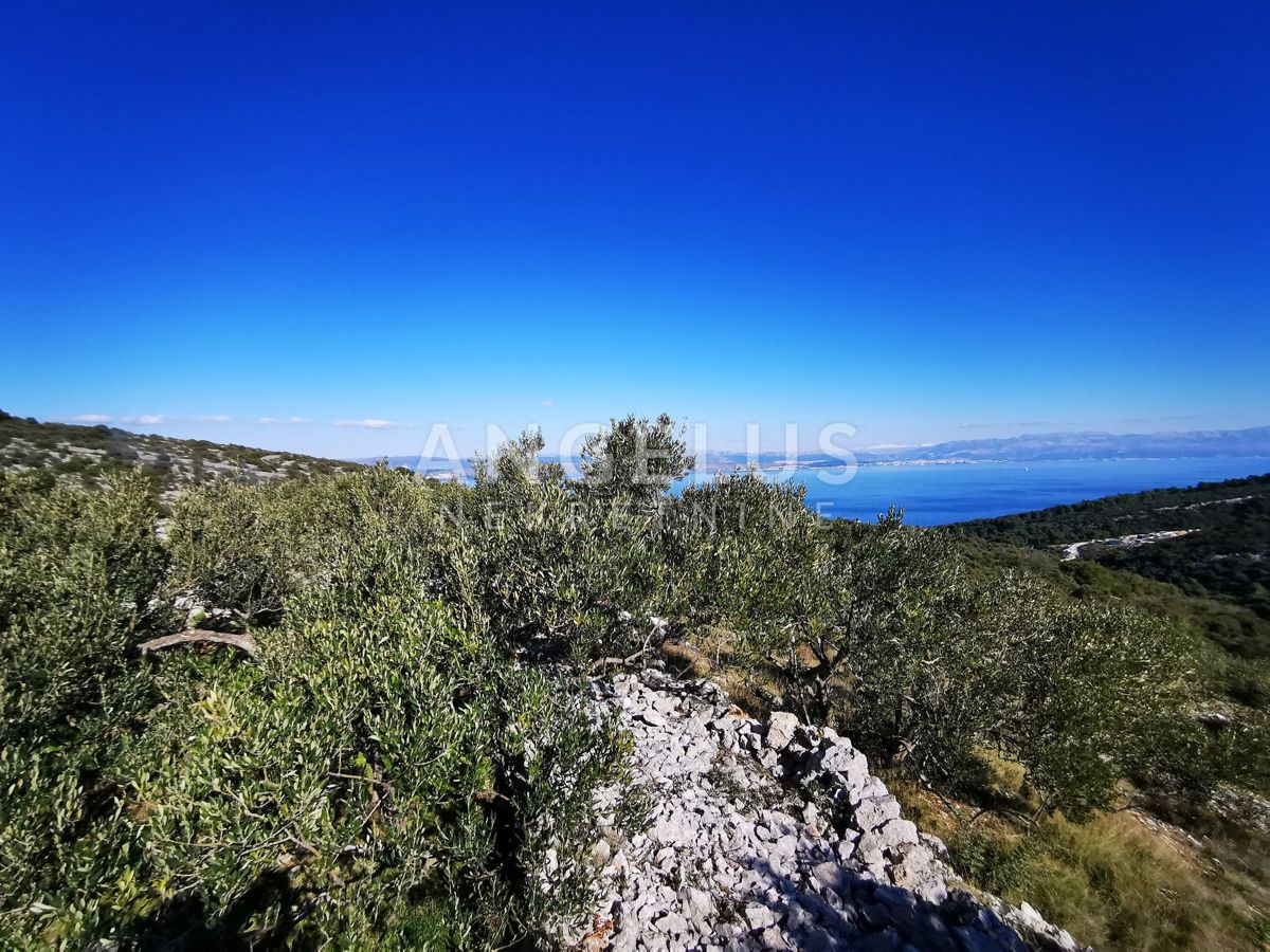 Šolta - urejen oljčni nasad s pogledom na morje, 4800 m2