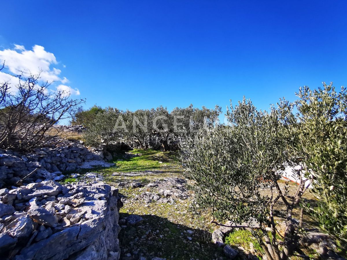 Šolta - urejen oljčni nasad s pogledom na morje, 4800 m2