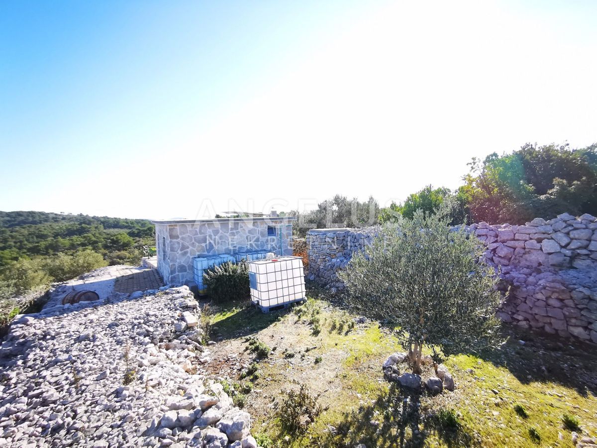 Šolta - urejen oljčni nasad s pogledom na morje, 4800 m2