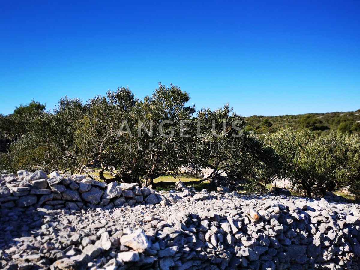 Šolta - urejen oljčni nasad s pogledom na morje, 4800 m2