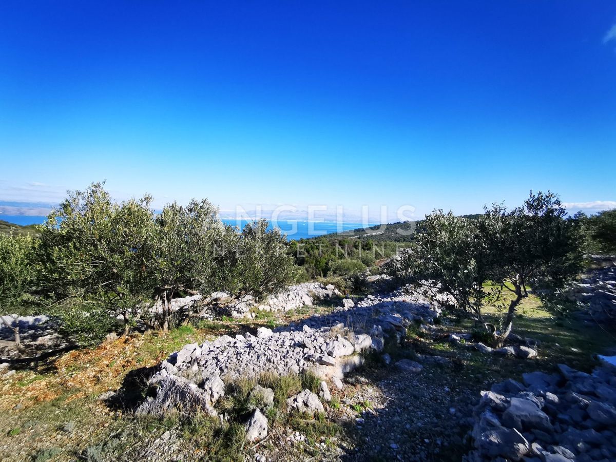Šolta - urejen oljčni nasad s pogledom na morje, 4800 m2