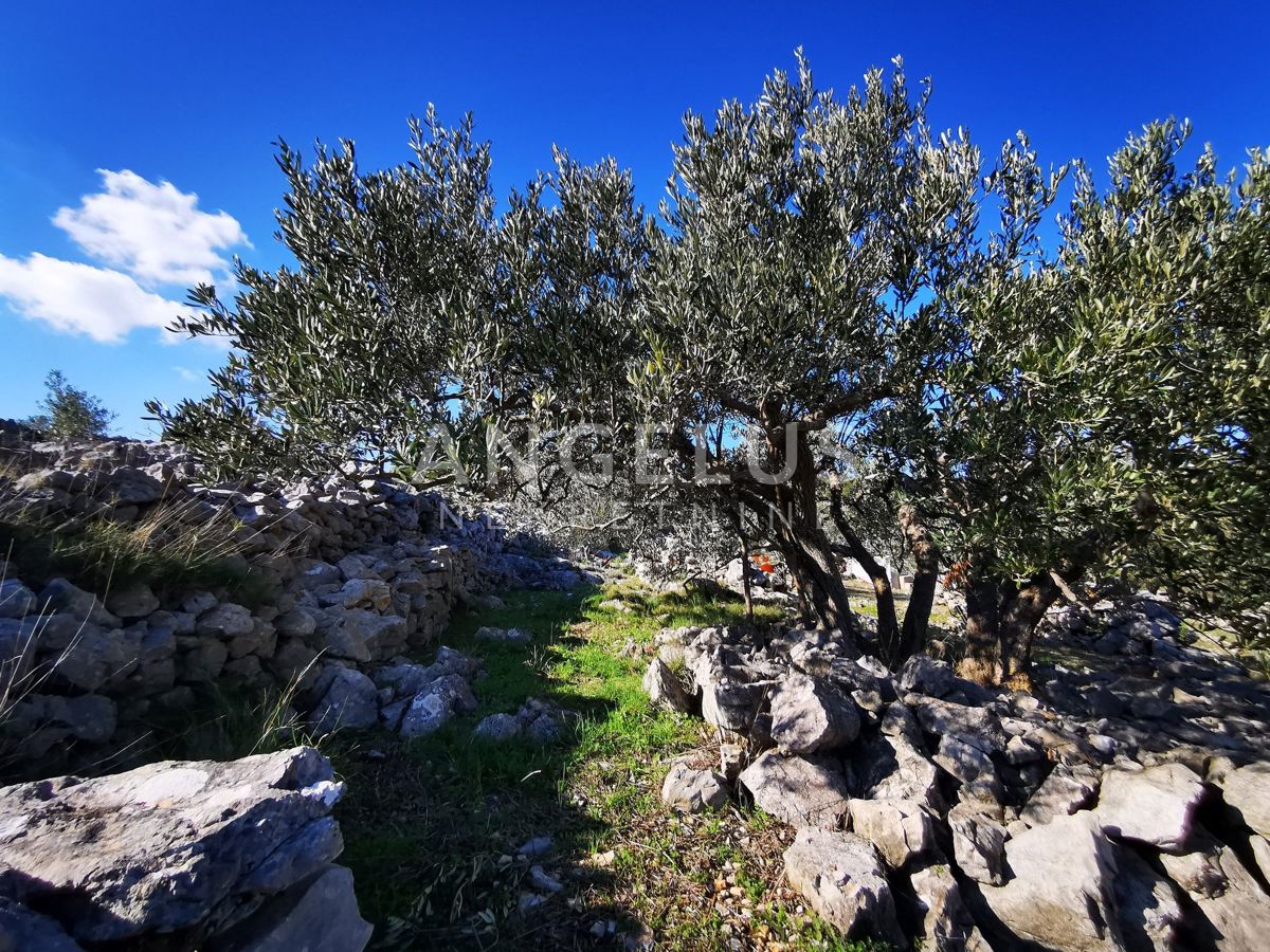 Šolta - urejen oljčni nasad s pogledom na morje, 4800 m2