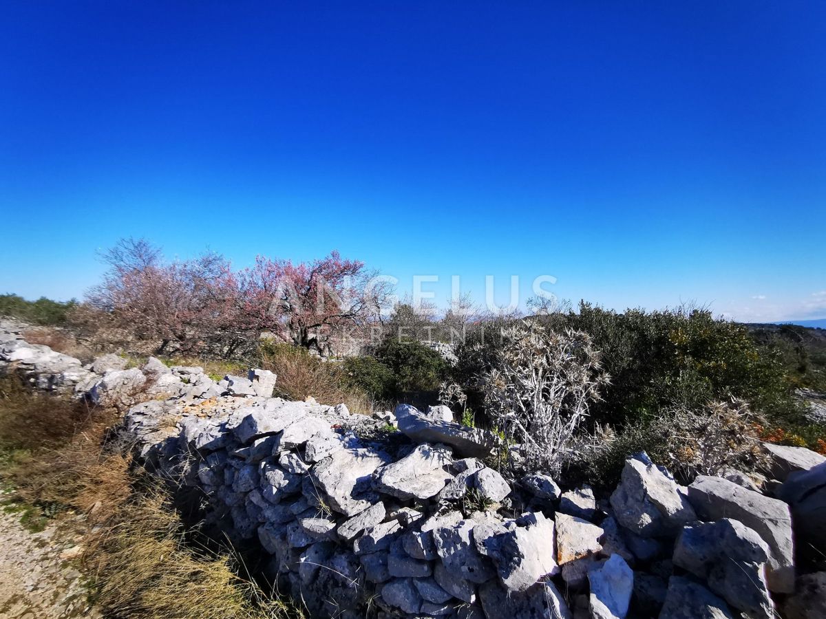 Šolta - urejen oljčni nasad s pogledom na morje, 4800 m2