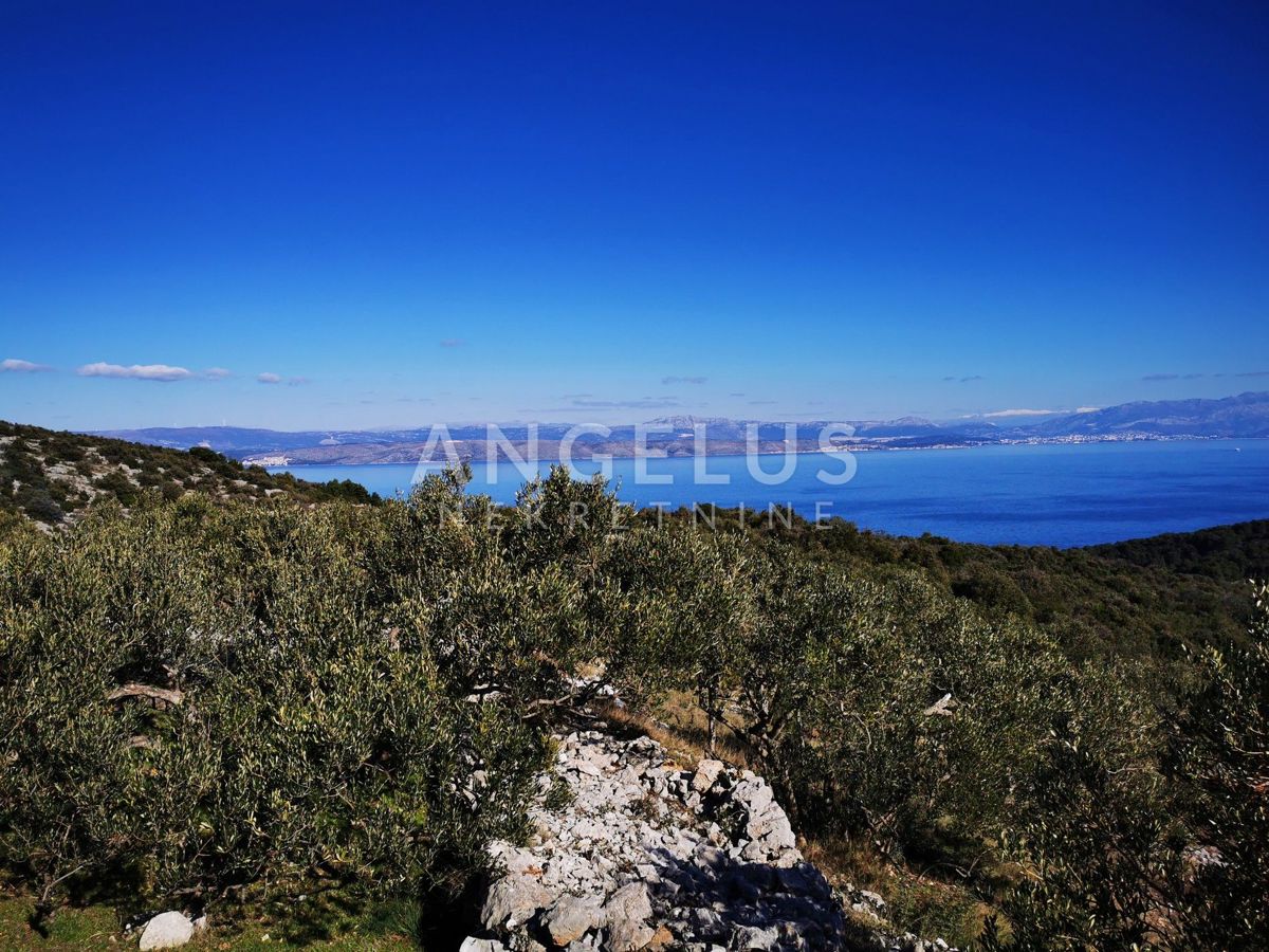 Šolta - urejen oljčni nasad s pogledom na morje, 4800 m2