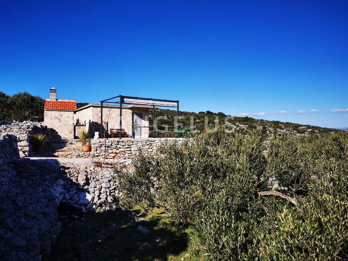 Šolta - urejen oljčni nasad s pogledom na morje, 4800 m2