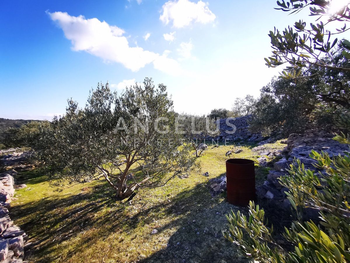 Šolta - urejen oljčni nasad s pogledom na morje, 4800 m2