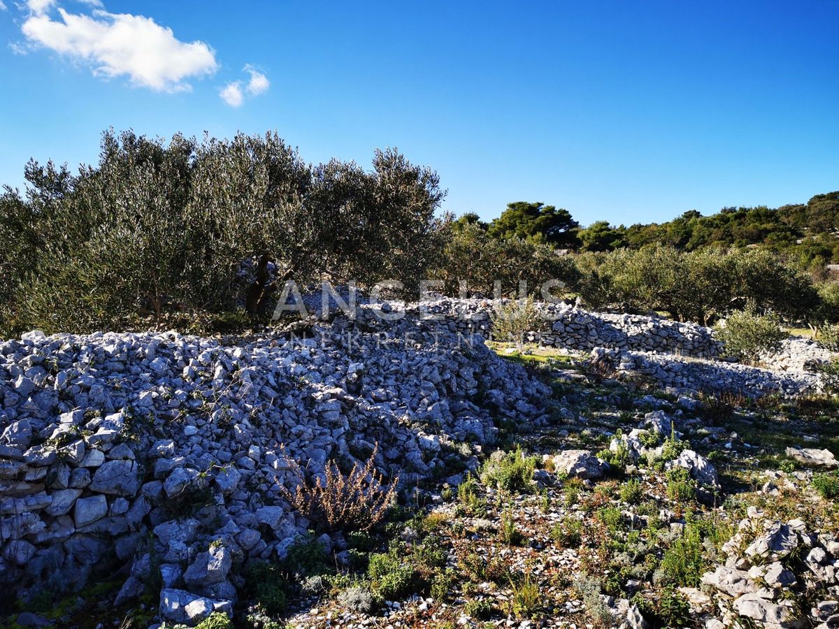 Šolta - urejen oljčni nasad s pogledom na morje, 4800 m2