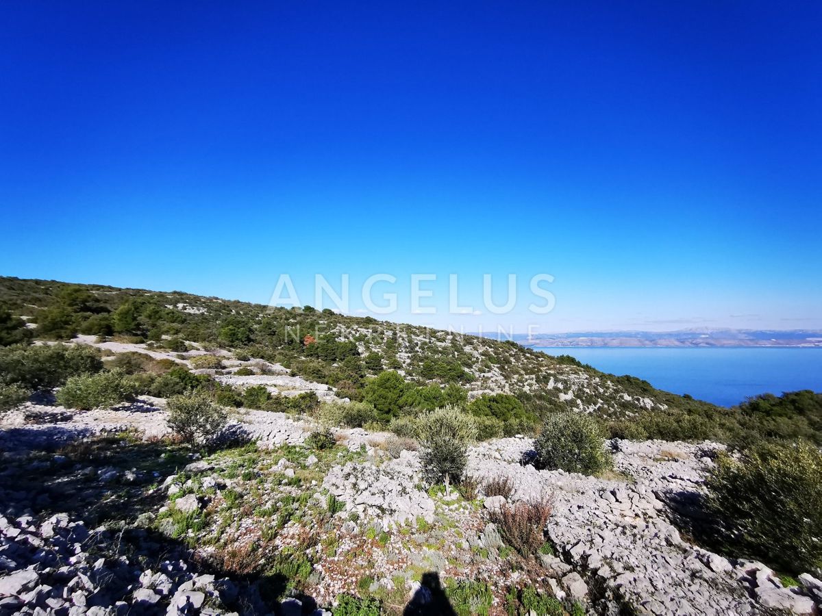 Šolta - urejen oljčni nasad s pogledom na morje, 4800 m2