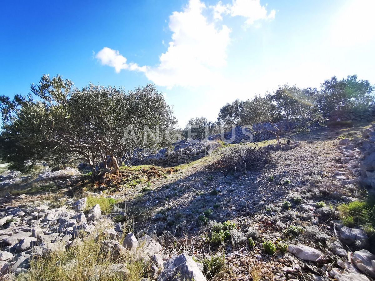 Šolta - urejen oljčni nasad s pogledom na morje, 4800 m2