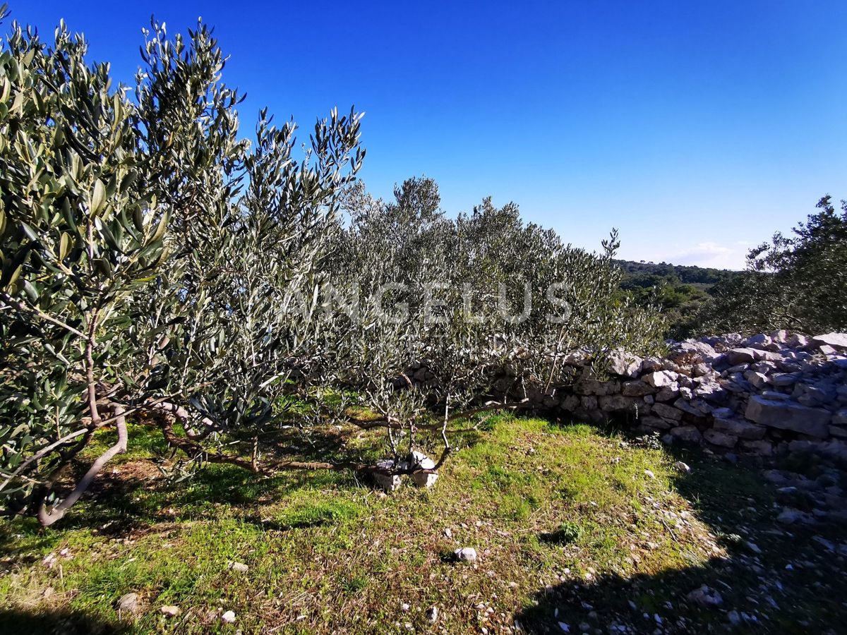 Šolta - urejen oljčni nasad s pogledom na morje, 4800 m2