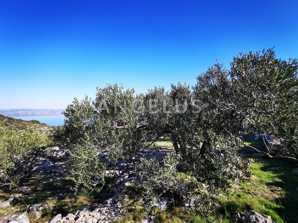 Šolta - urejen oljčni nasad s pogledom na morje, 4800 m2