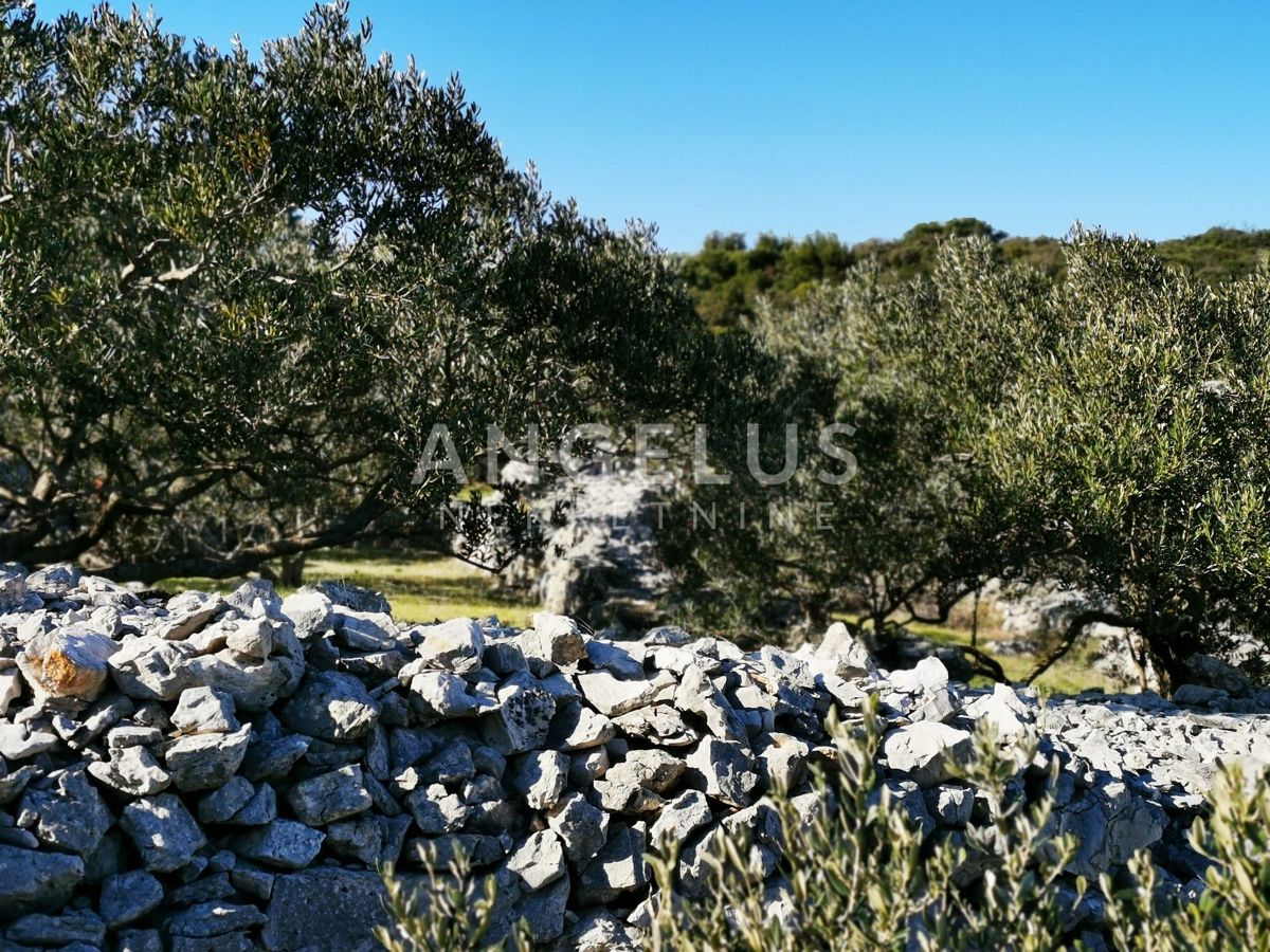 Šolta - urejen oljčni nasad s pogledom na morje, 4800 m2