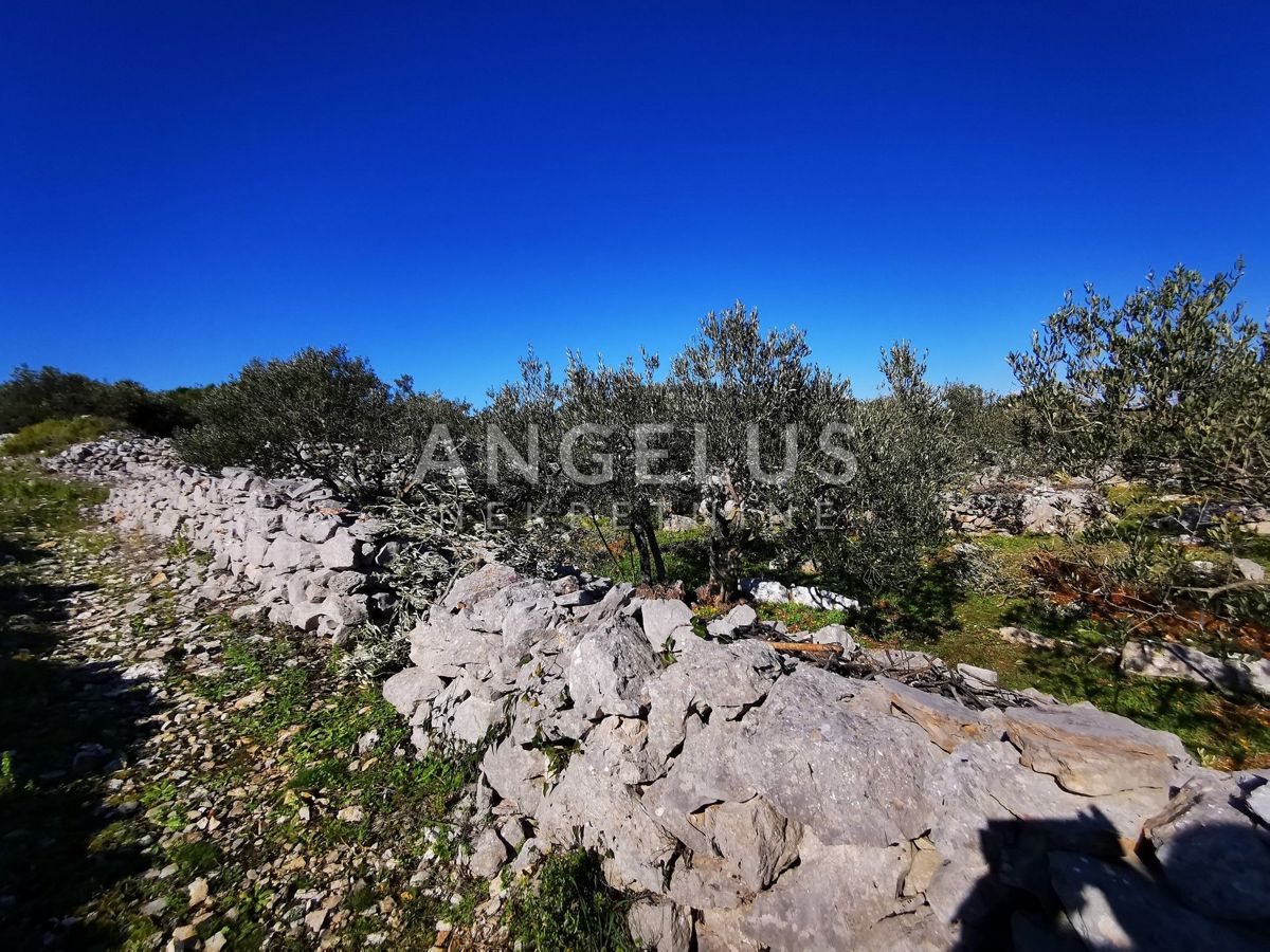 Šolta - urejen oljčni nasad s pogledom na morje, 4800 m2