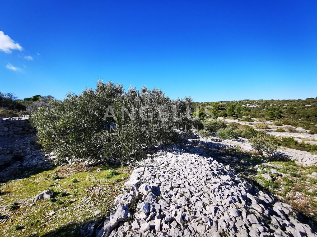 Šolta - urejen oljčni nasad s pogledom na morje, 4800 m2