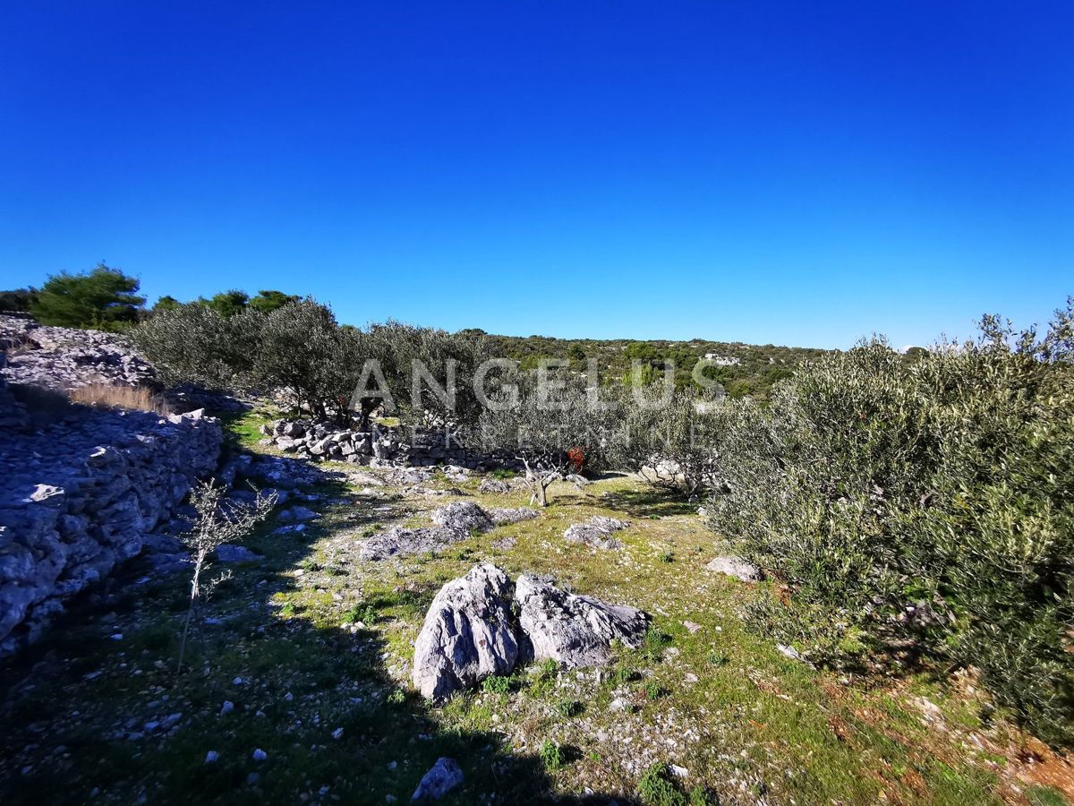 Šolta - urejen oljčni nasad s pogledom na morje, 4800 m2