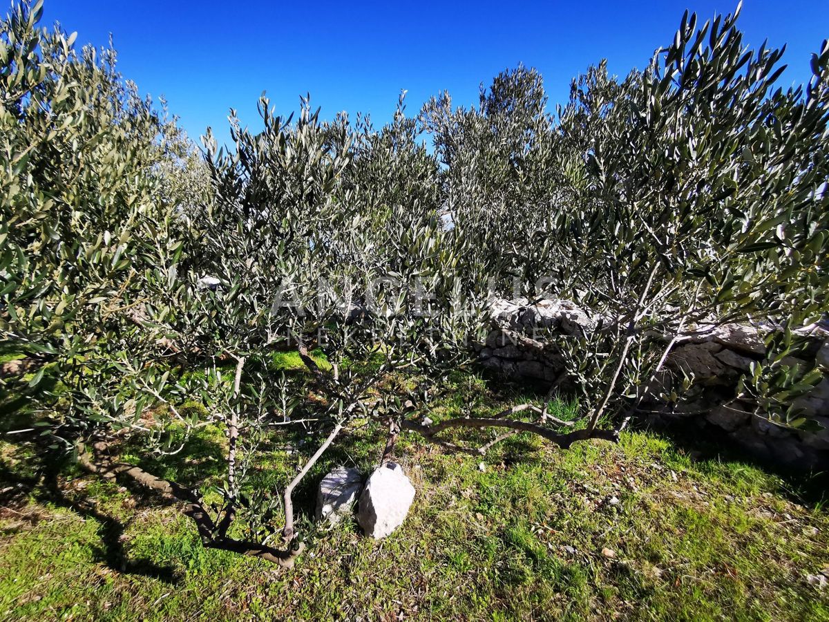 Šolta - urejen oljčni nasad s pogledom na morje, 4800 m2