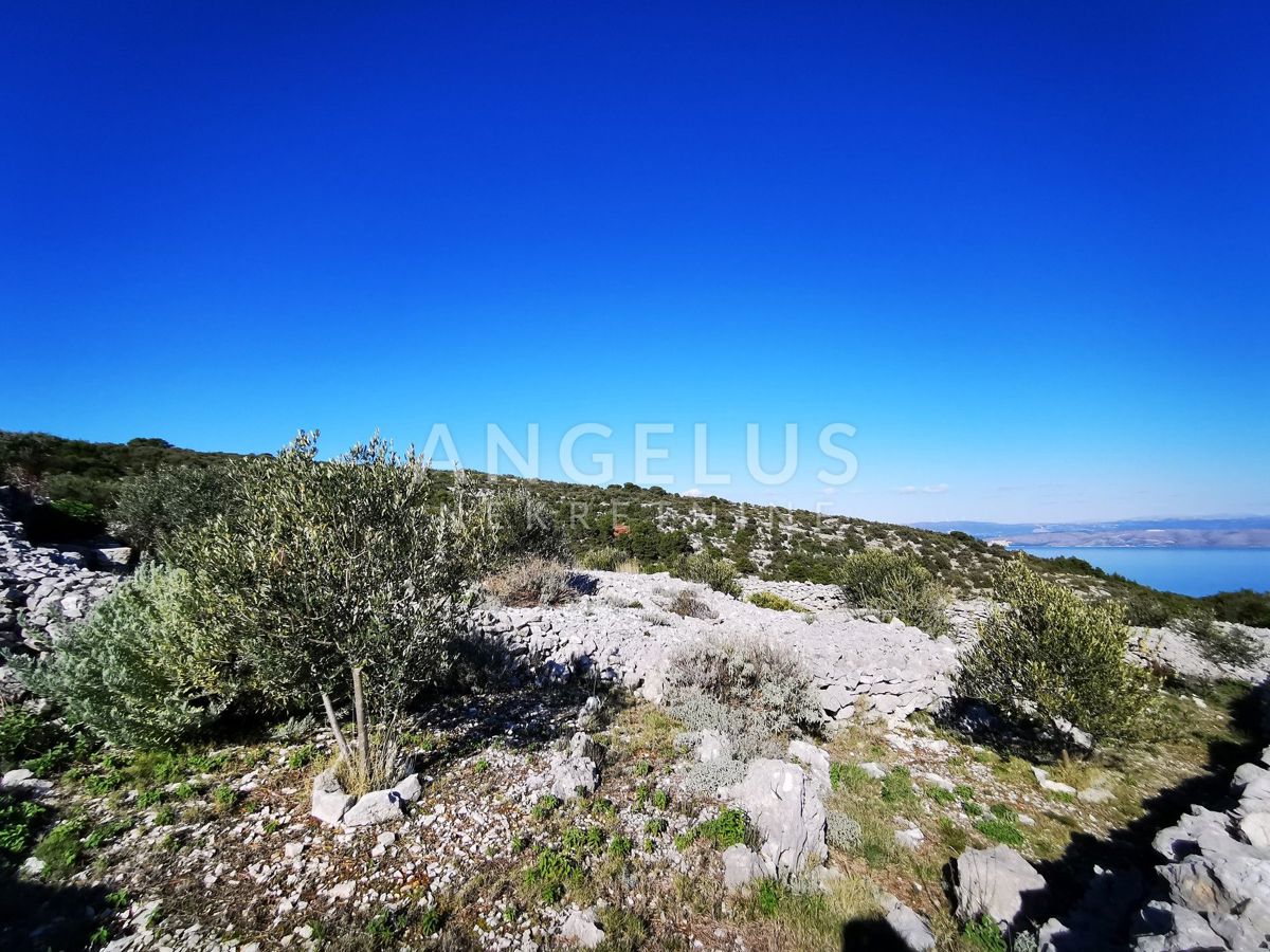 Šolta - urejen oljčni nasad s pogledom na morje, 4800 m2