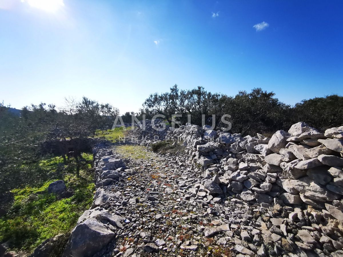 Šolta - urejen oljčni nasad s pogledom na morje, 4800 m2